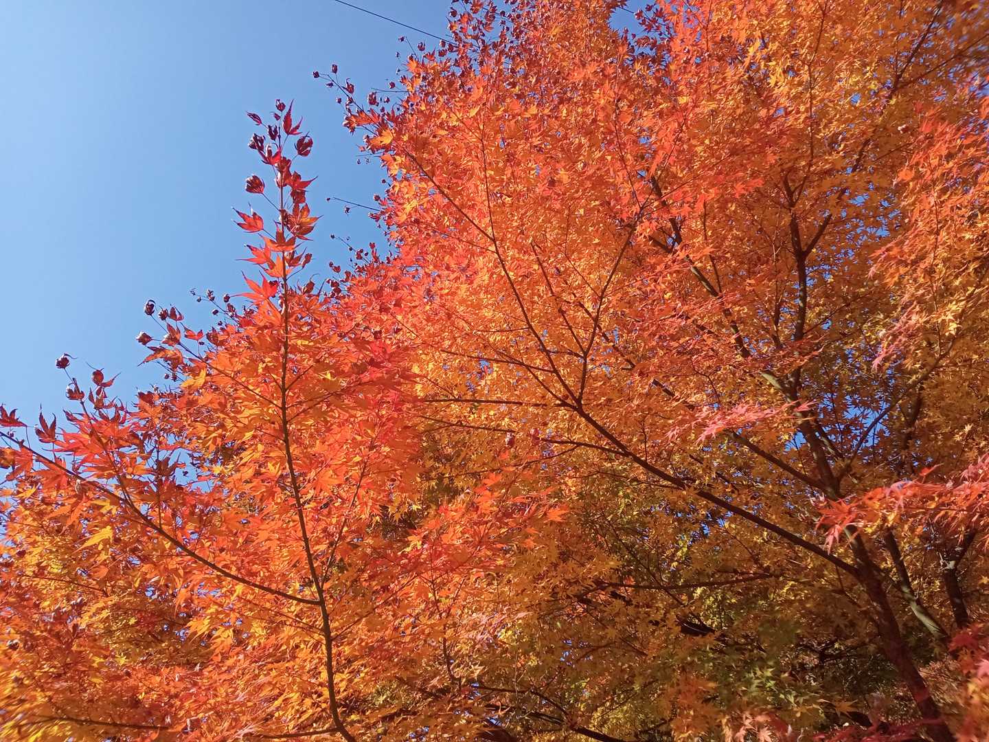 八幡神社の紅葉🍁