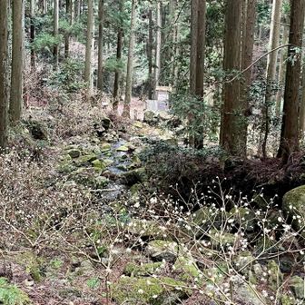 上から観るミツマタ🌼
これから黄色の世界になり綺麗だろうな✨💛