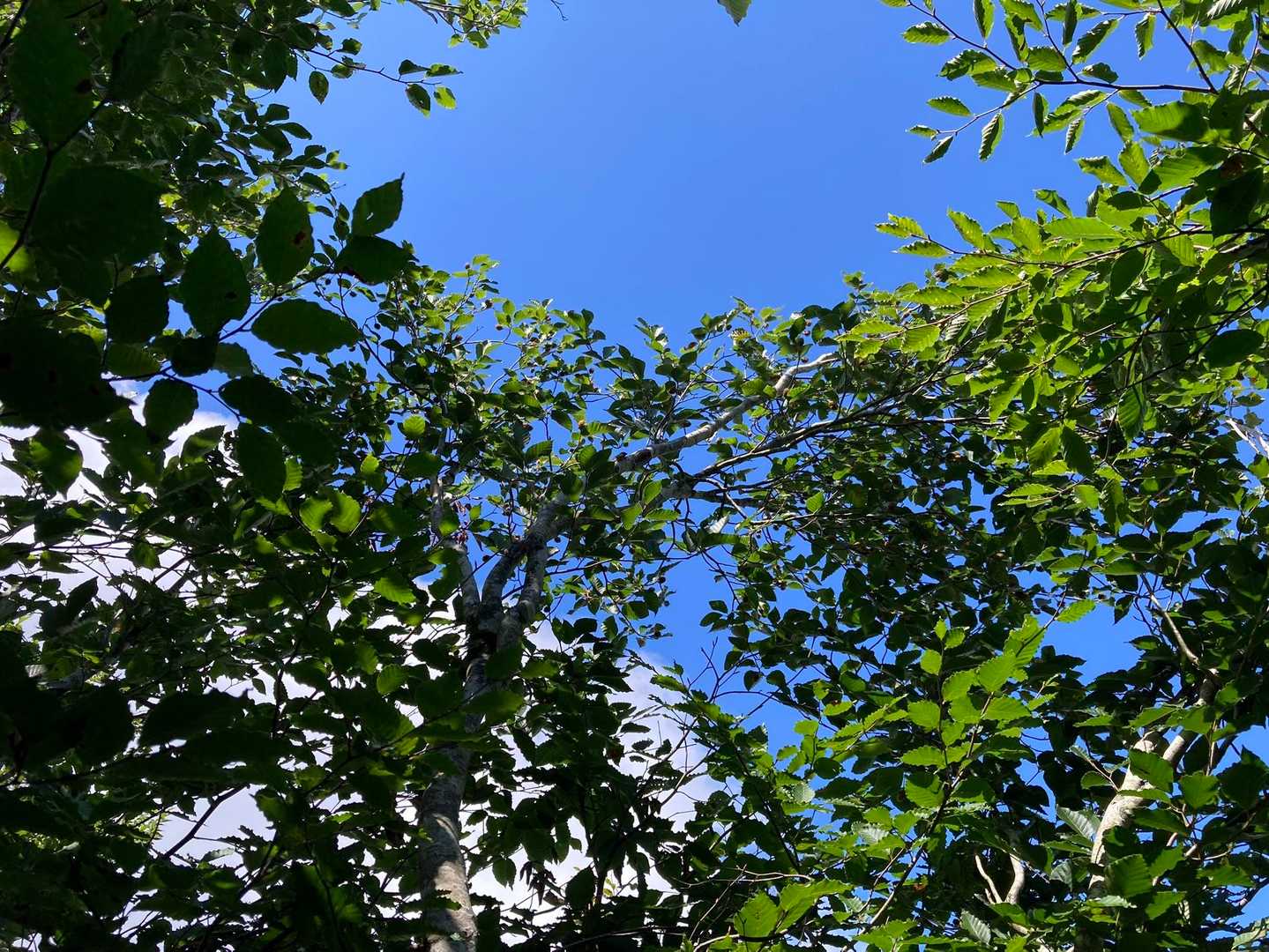 ブナの木と青空🟦