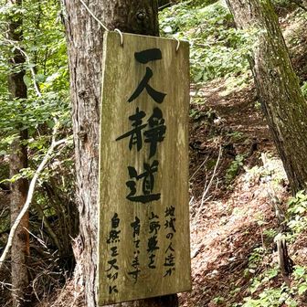 1人で静かに通ってくださいという意味かと思いきや、「ヒトリシズカ（一人静）は、日本全国の山野の林などに生えるセンリョウ科チャラン属の多年草です。」とのこと。