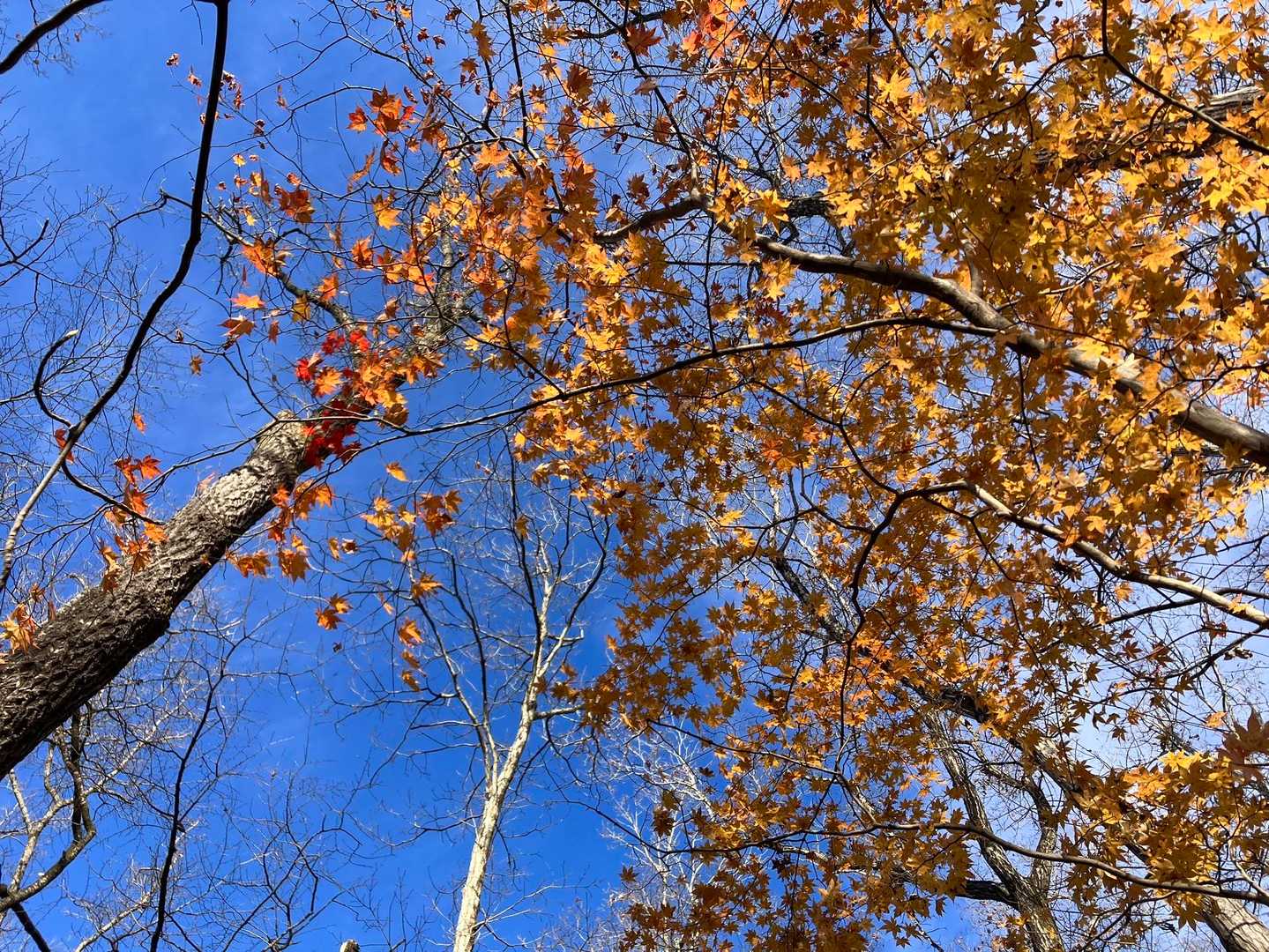 青空と紅葉🍁