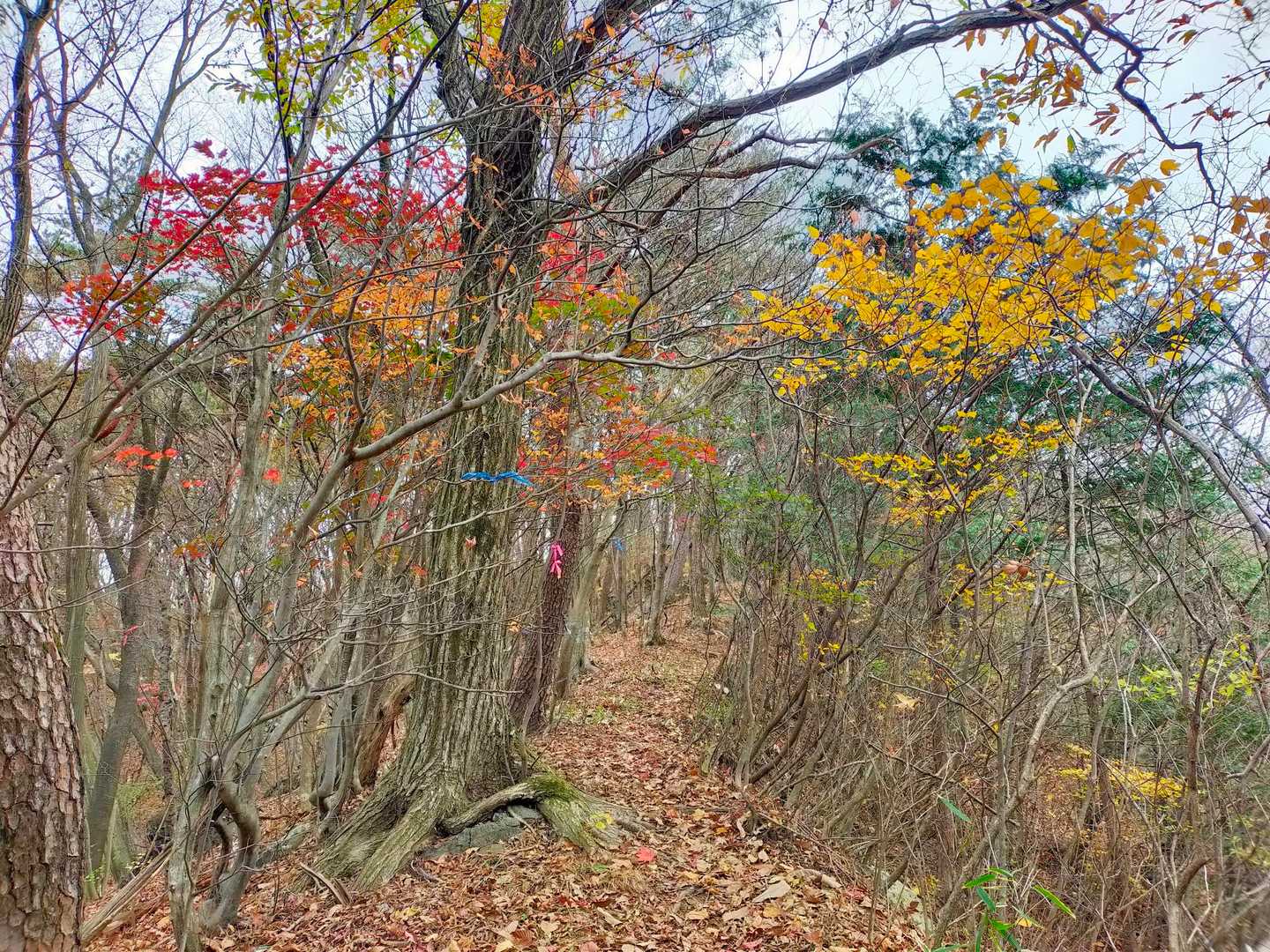 赤と黄葉の下を通ってまずは鏡台山へ