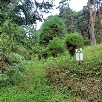 ちょっと間違えて車道を進んで戻りましたけれどもここから入ります
蜘蛛の巣…どうだこれ