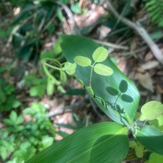 ✨日向の正面？日陰の裏面の影⁇
…さて、どちらが今日の主役なんだろう🤔と思い始めたら、楽しい世界へと広がって…📷😁、
「持ちつ持たれつ」がしっくりくる日常語⁇✌︎(^o^)✌︎