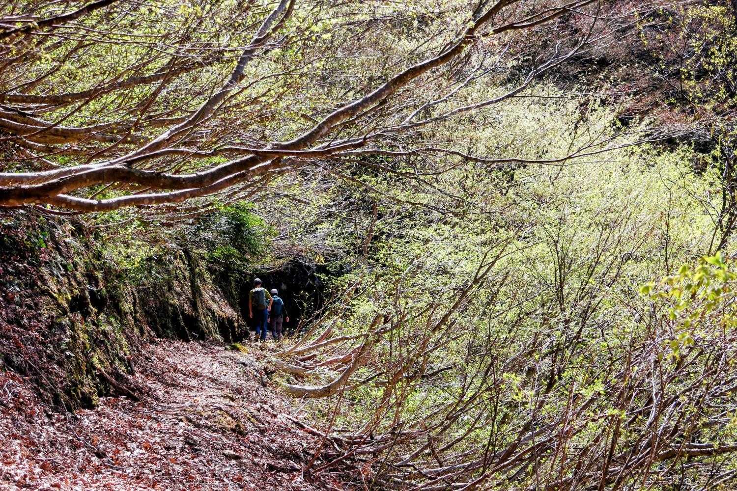 猪山の登山口から新緑の水平道を歩く
この道も沢山の方々が　🎶