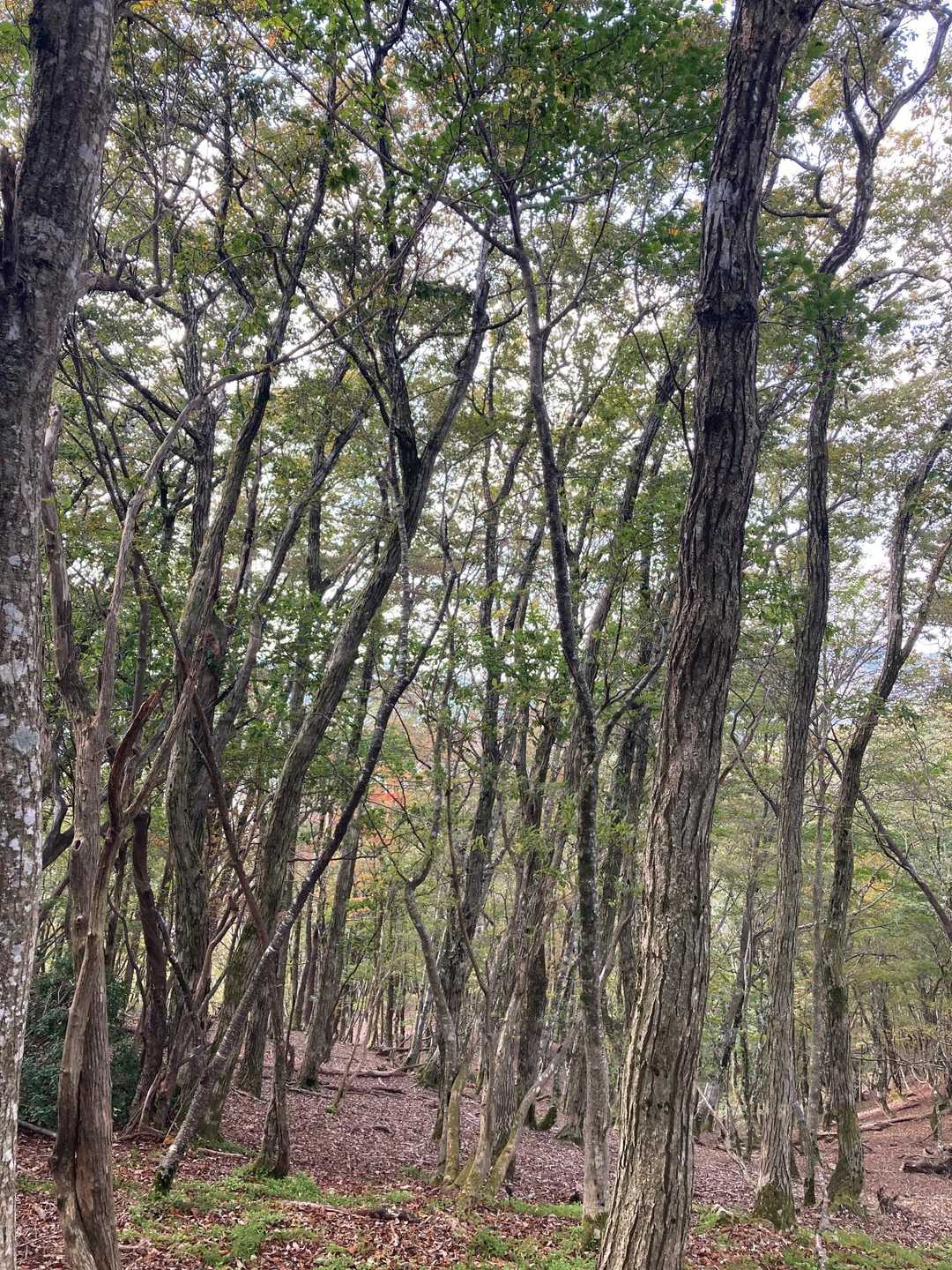 横尾峠-頭巾山 往復コースの写真