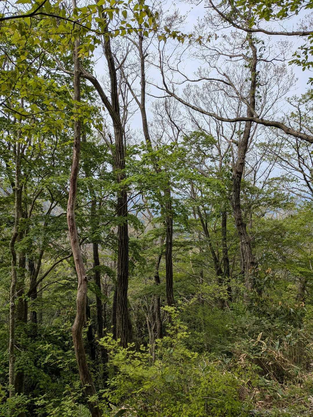 青野山登山口-青野山 往復コースの写真