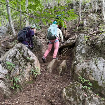 頭のおかしい山はだいたい樹林帯もけっこう様子がおかしい