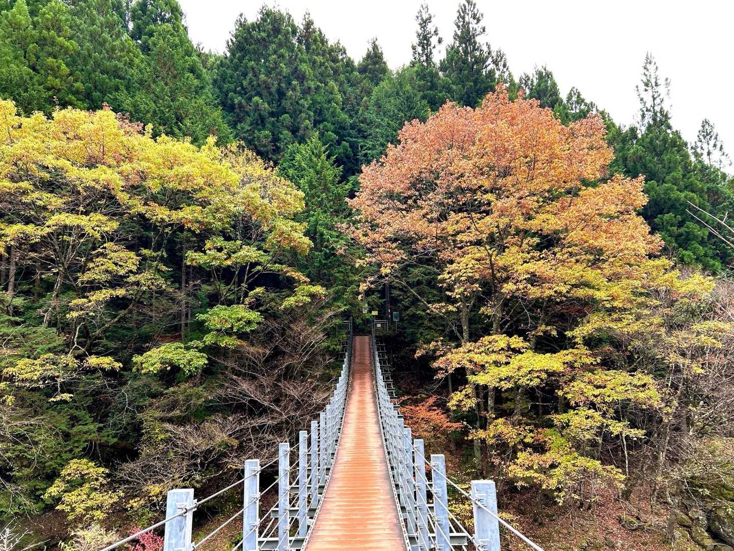 観音峰登山口-観音峯展望台-観音峯山-みたらい渓谷 周回コースの写真