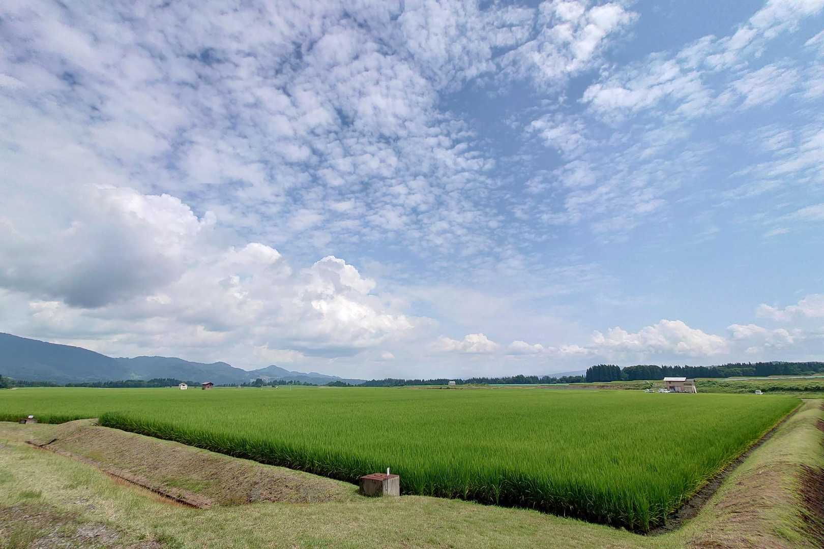 ブナ林そして牧場から田園へ、このコース変化に富んでいて面白く、標識もしっかりしていて歩きやすい。