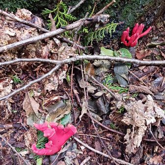 カエンタケ
触れると、皮膚の炎症や爛れる危険性があるそうです。