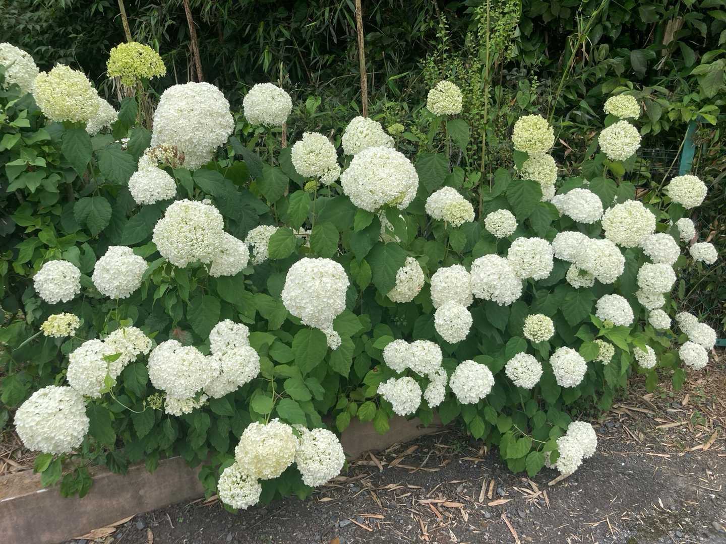 白い紫陽花を植えている家が多いです
