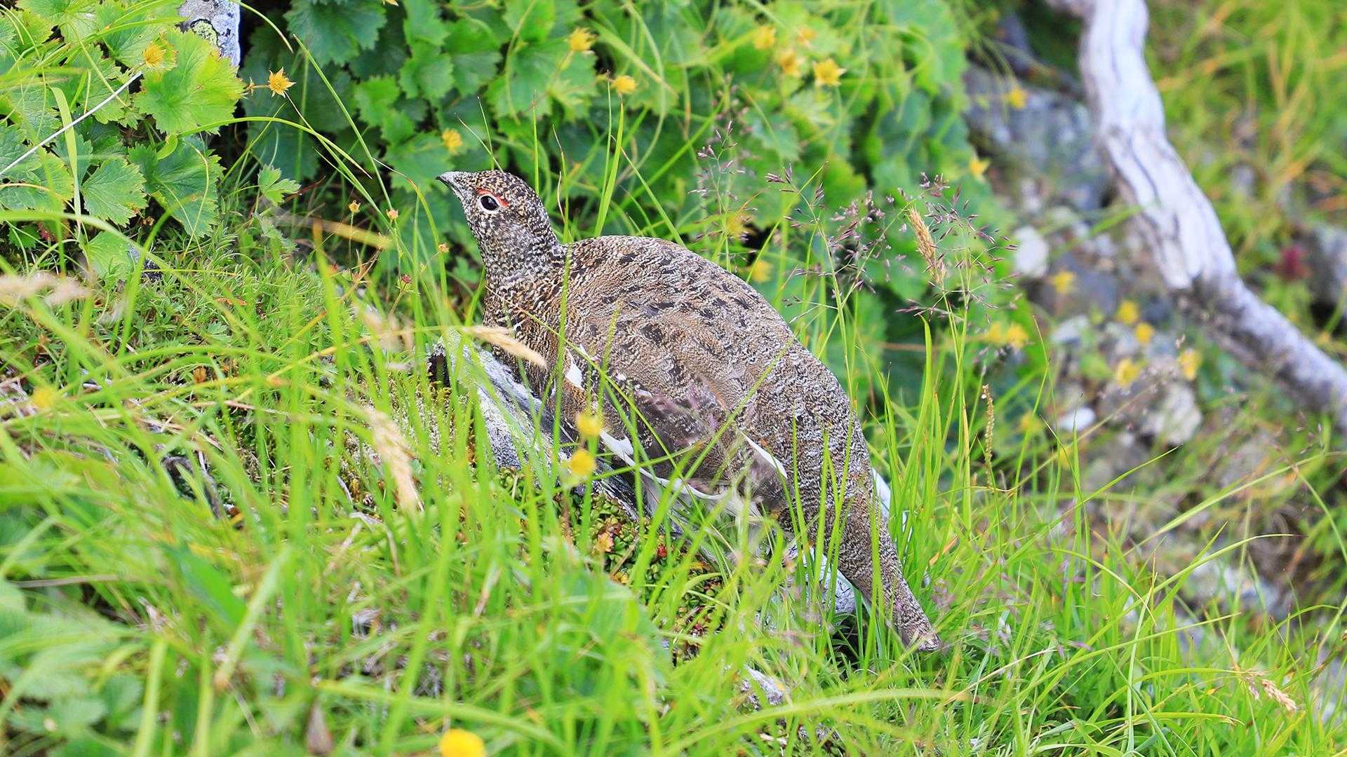 雷鳥さん！