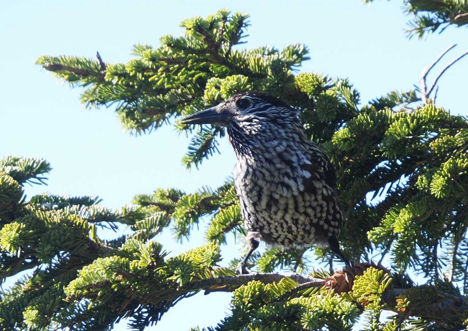 ホシガラスいた〜