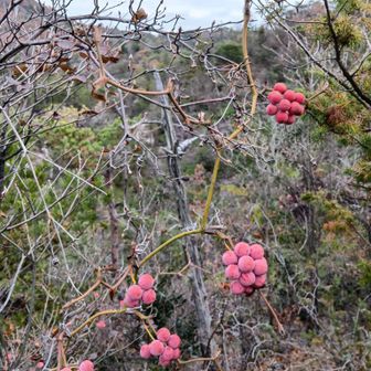 オイシソウだが、冬瓜の中のワタのように無味でした。