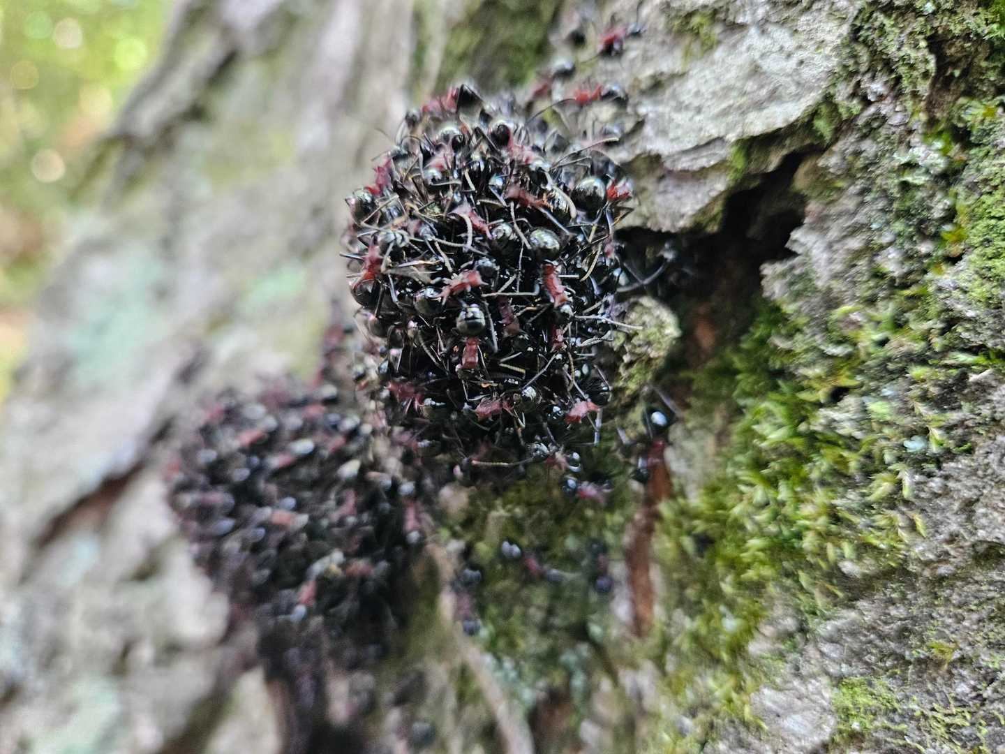 わー😲物凄い蟻の集団