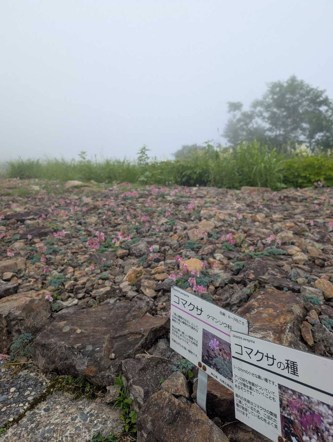 地蔵の頭 往復コースの写真