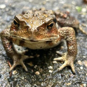 ヒキガエル👾
スマホ近づけても全然逃げない

カエルの指って4本なんだ、知らなかったよ