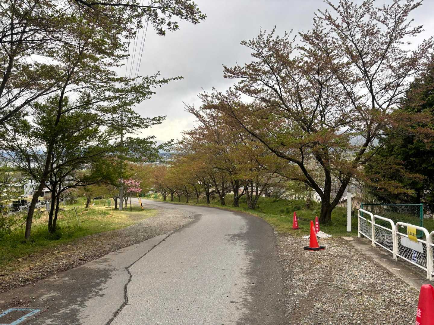 登山口下の桜は葉桜