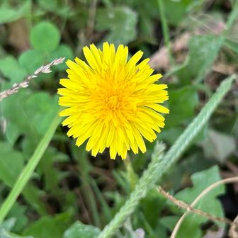 🌼
