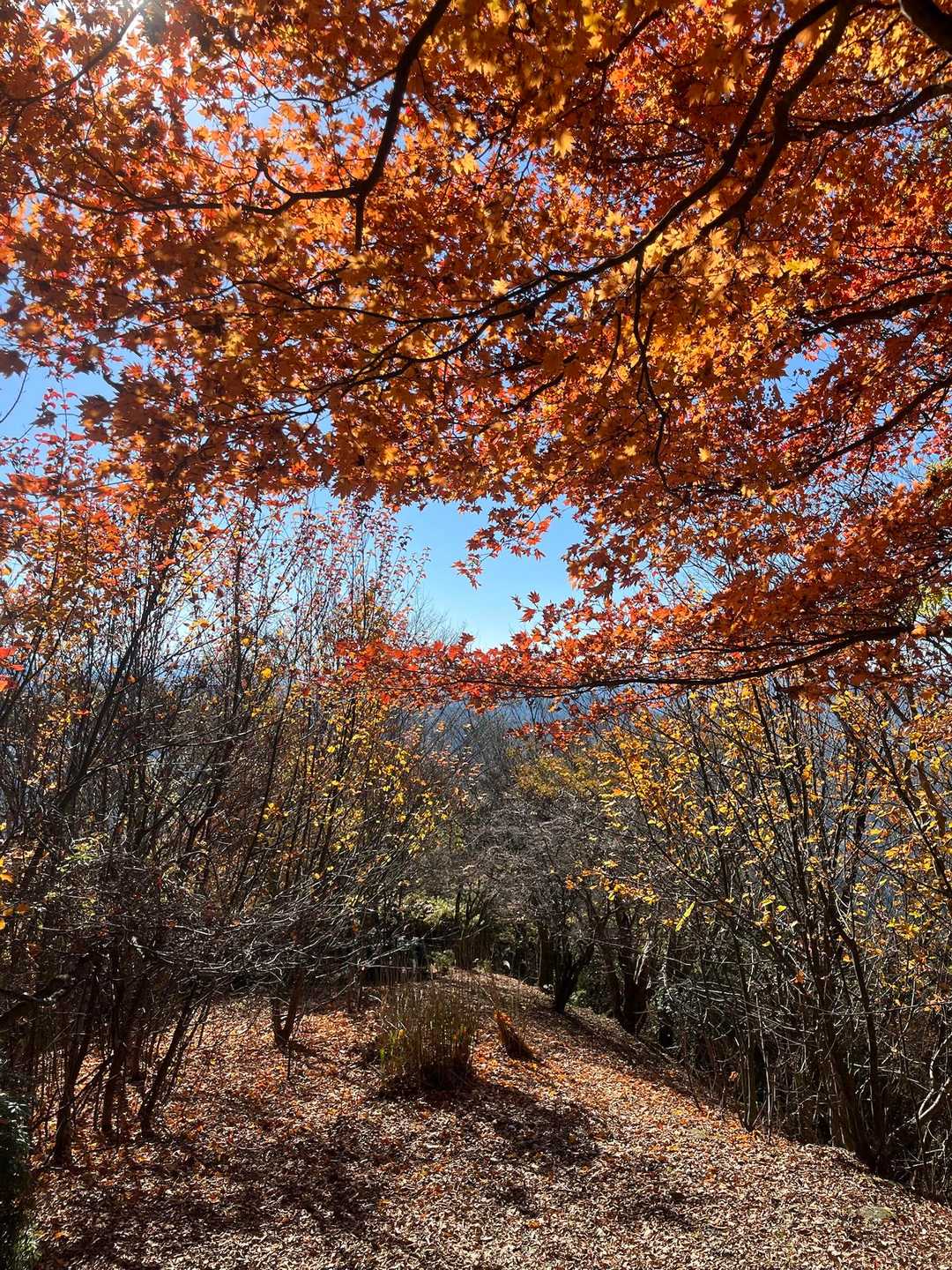 紅葉楽しみながら下山😊