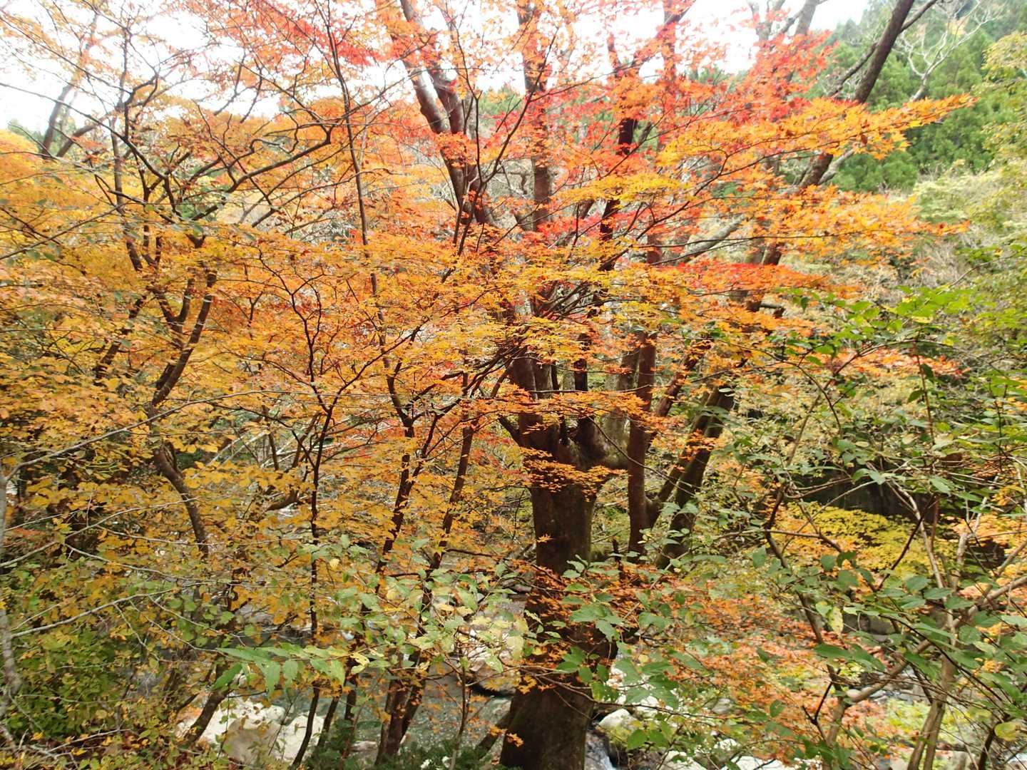 川沿いは紅葉です