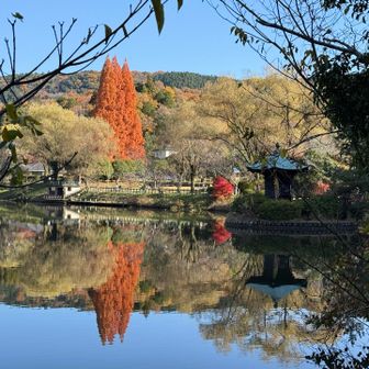 定光寺公園のメタセコイア