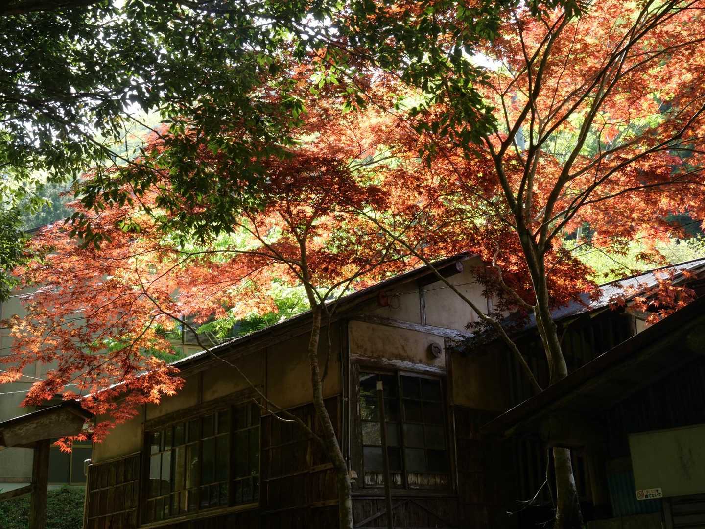 下山。
ここだけ紅葉？🍁( 笑 )