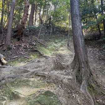 神明山に寄ります。いつもながら神明山の前後は急登