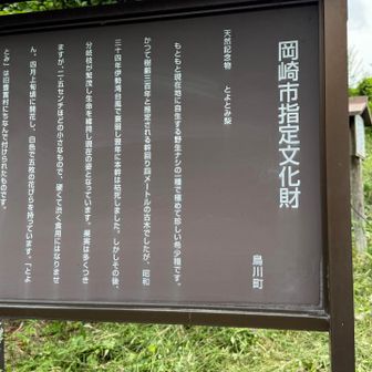 とよとみ梨の言われ
珍しい希少種だそうです🤔
台風🌀被害にもめげない不屈の古木✌️だそうです