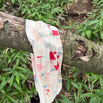 忘れ物に群がる蜘蛛
