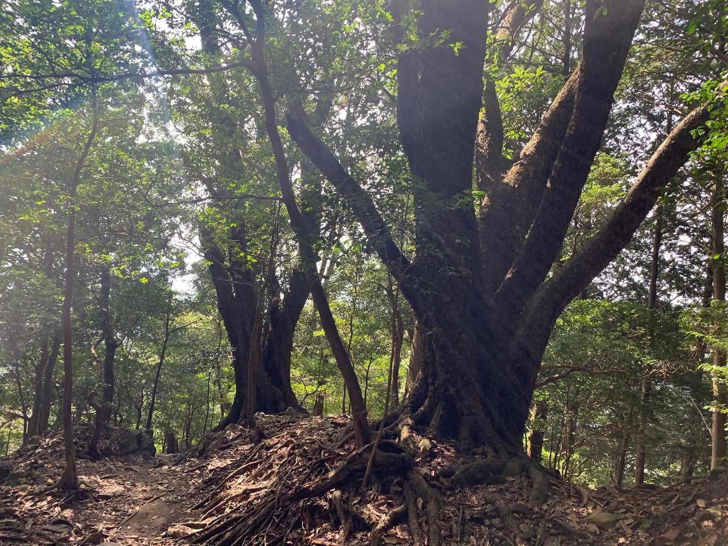 木々を愛でながら下山