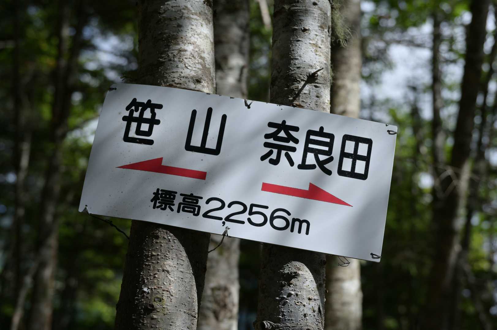 ここまでが結構急登。