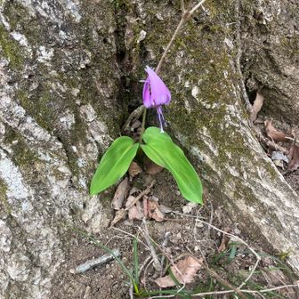 木の幹の下にも