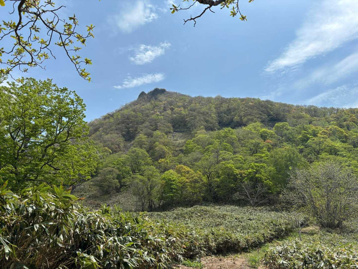 下山は新道を利用
ロープ場もありましたが旧道より安全

新道もたくさんの花が咲いていて癒されました♡