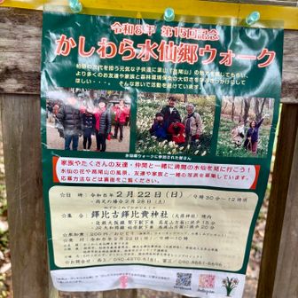 その大師匠が半世紀前にが開園された
かしわら水仙郷ウォーク、今年も開催される様です
私も参加したいのですが、おそらく仕事🥲
開催日前後に、かしわら水仙郷に行きたいと思います。

さて、麻呂子山・原岳ルートで登ろうと思ったら
ボランティアの先輩からLINEが！
かしわら水仙郷を開園された大師匠が
ゆうあい公園に来られるとの事、
急いで、ゆうあいの湯♨️に戻る事にしました。😃