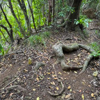 登山道中にある剣先山の山頂だが何も無い為
地図を見ていないと通過してしまいます。