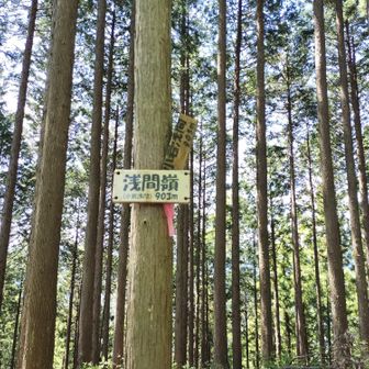 浅間嶺の山頂はこちらですが、眺望なし。山頂感のある富士山の見える見晴らしポイント兼椅子のある休憩所はここから歩いて10分位にある別の場所でした🥸👆️