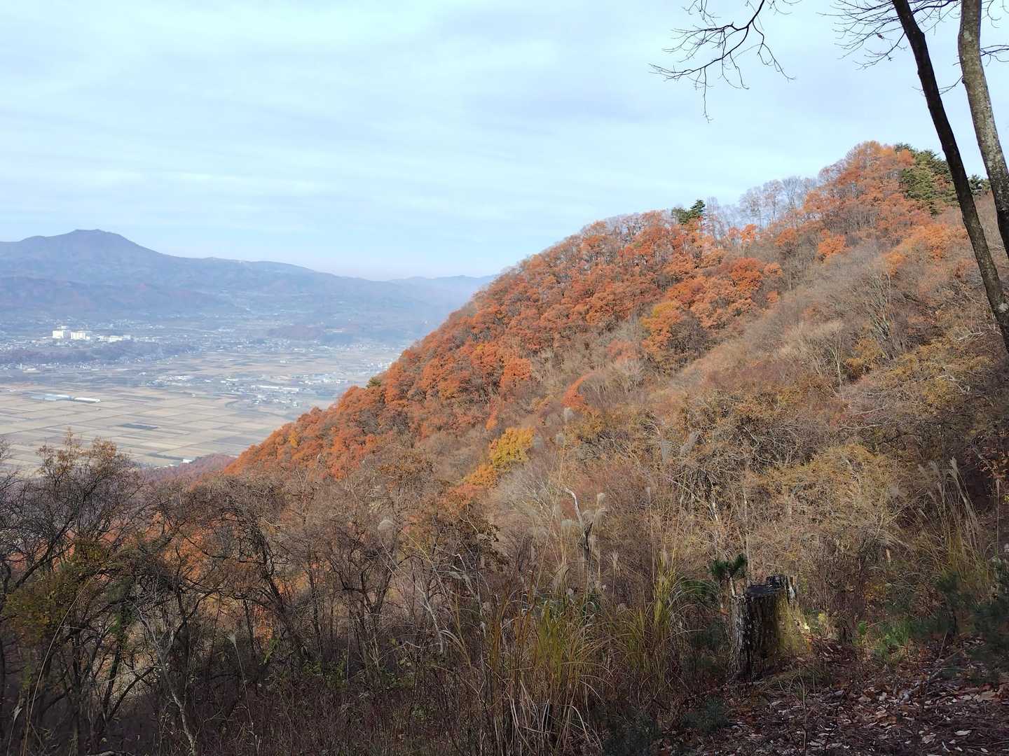 🍁も終わりだね