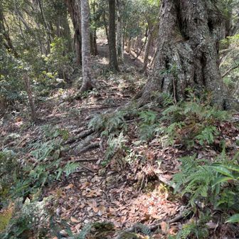 シダがあちらこちらに茂るのは千葉の山