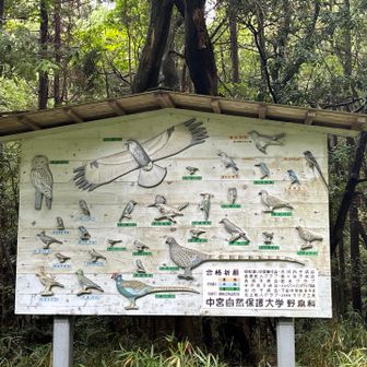 野鳥沢山いるのかな？
おかし1羽も会えなかった