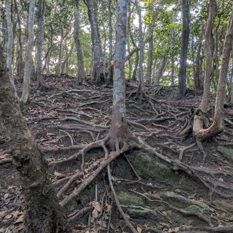 団体さんが来られたので下山
蛇焼山はこの根っこが蛇みたいだから？と毎回思います〜🐍