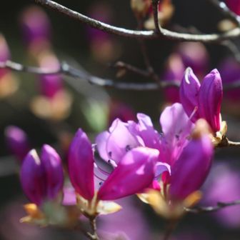 ミツバツツジ 
もう少しで開花
