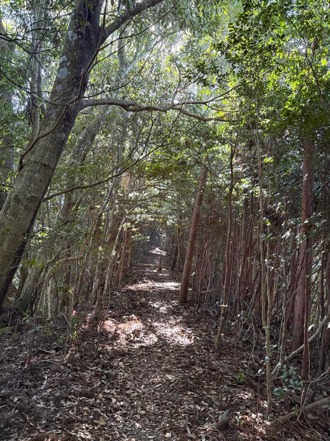 牛の峠登山口-牛の峠 往復コースの写真