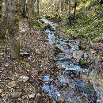 登山道に沢が流れていました♪
雨水ではなく、山からの恵みの湧き水です🩵

何ヶ所か渡渉がありましたが、丁度良いところに石が置いてあり歩きやすかったです💚