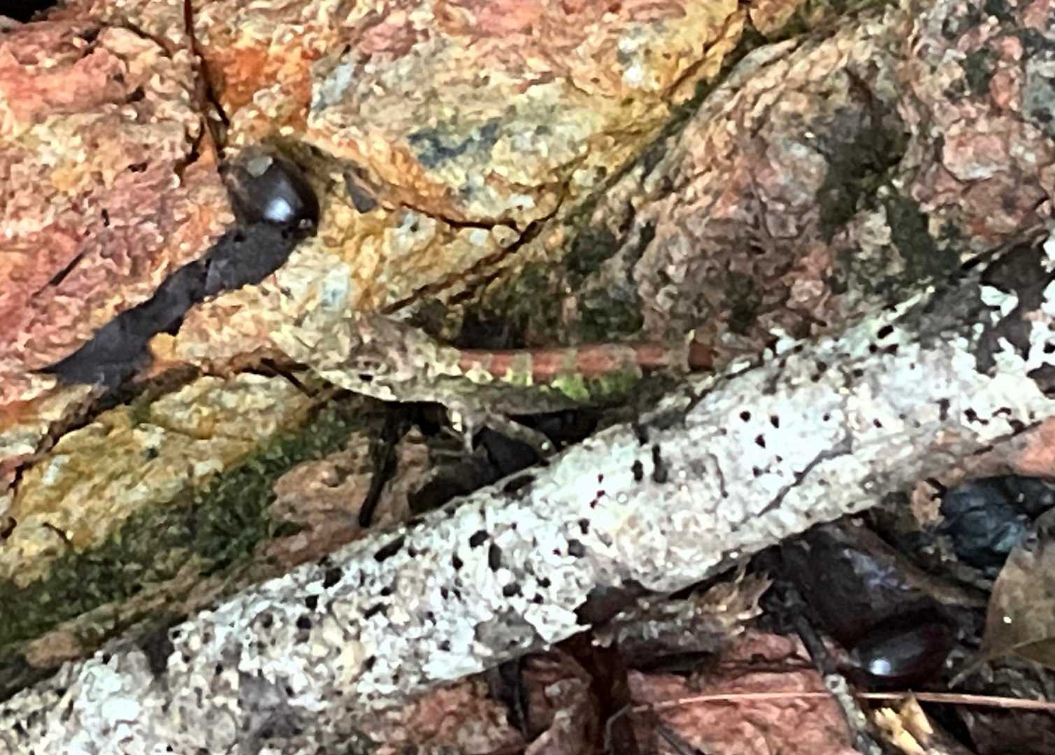 トカゲもいました🦎見えるかな
ちいかわ