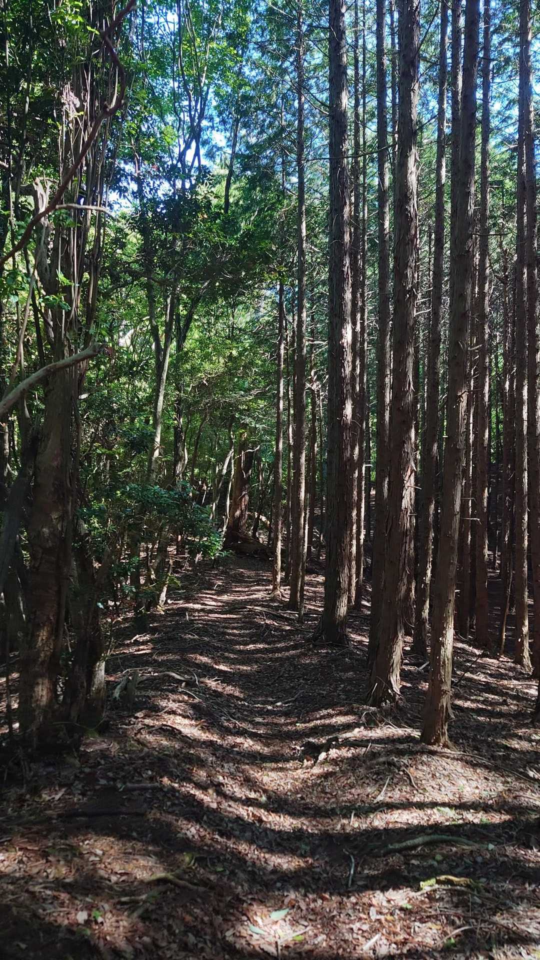 歩きやすい登山道✨️