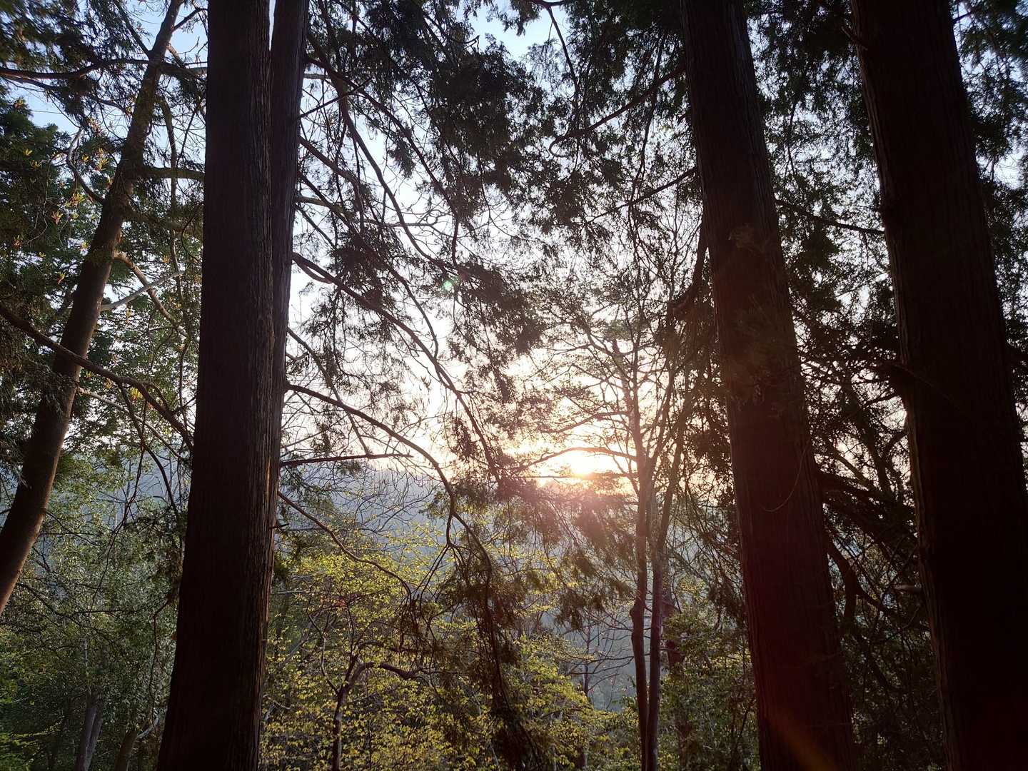 隙間からの朝日☺️
このルートは眺望は期待できないかな〜