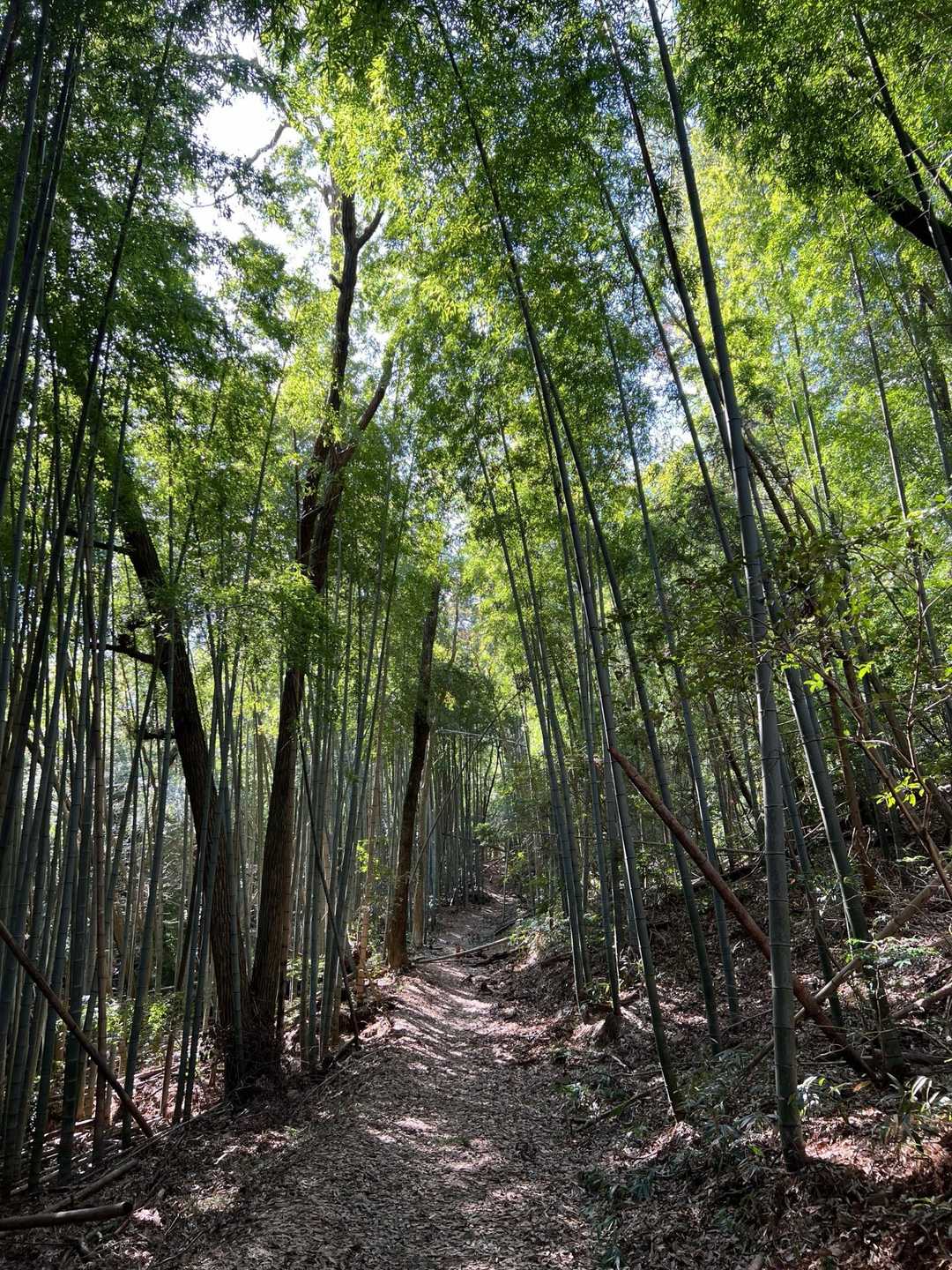 歩きやすいです✨️