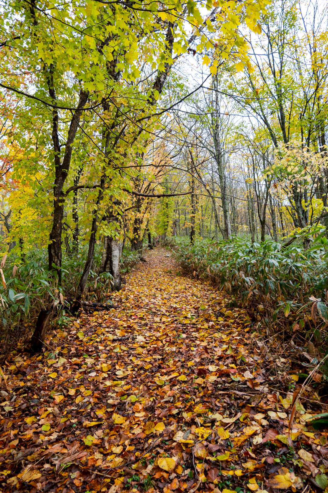 最初はこんな感じ